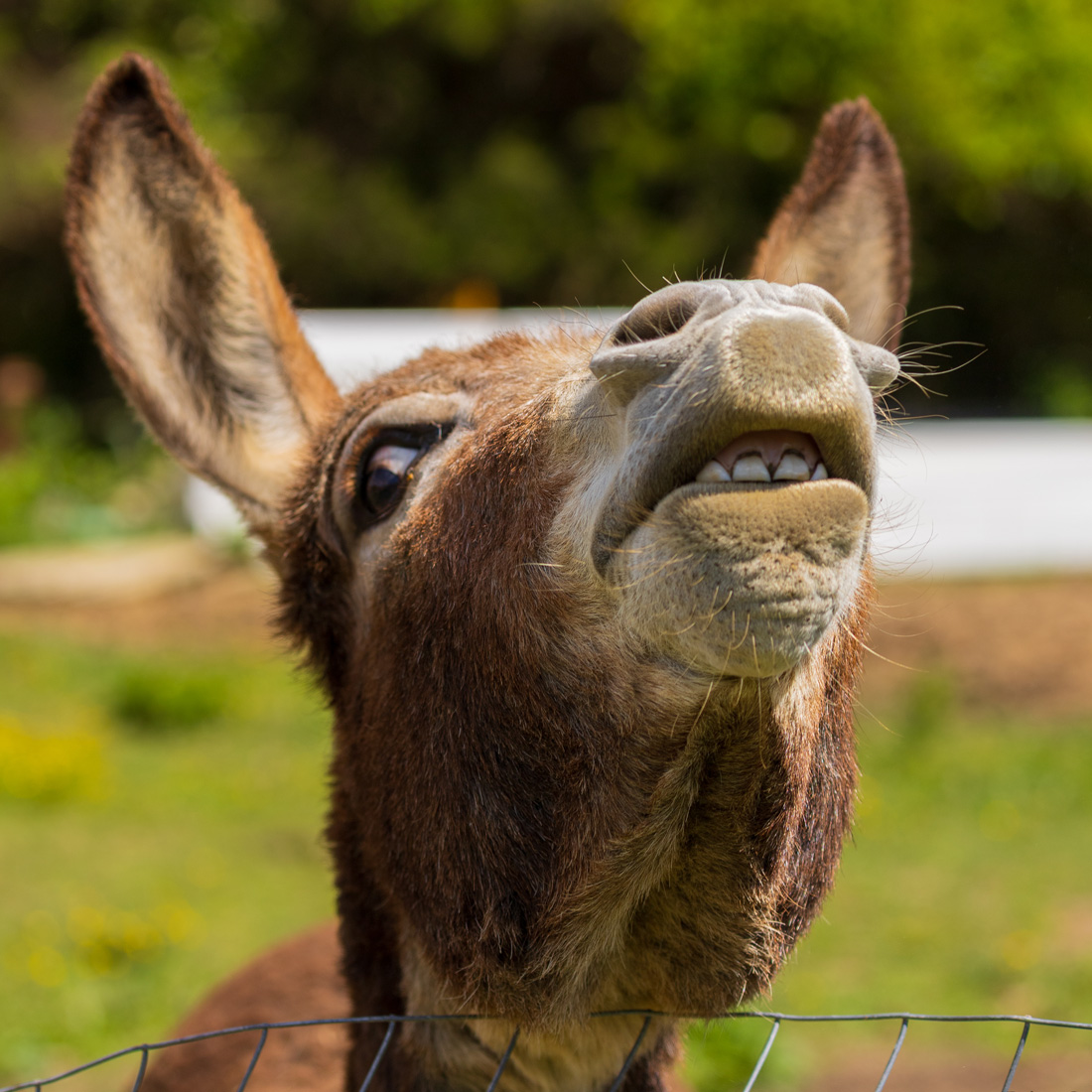 The Funny Farm, an agritourism farm in Chuckey, Tennessee