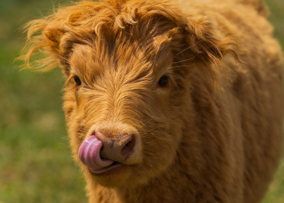 A Scottish Highland calf at The Funny Farm